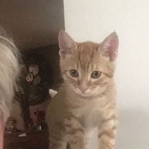 Meet your Posher, Janet